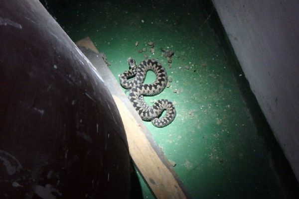 Kraslice: Hasiči dnes vyjížděli k odchytu zmije ve sklepě rodinného domu