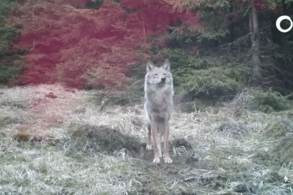 Krušné hory: Videa z fotopastí zde opětovně prokázala přítomnost vlka 