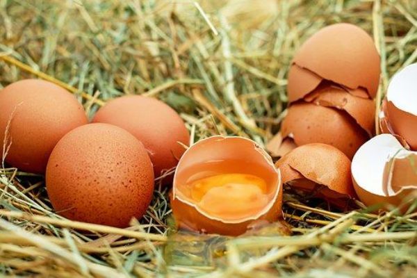 Lidl stahuje z prodeje vajíčka kvůli výskytu salmonely v chovu nosnic