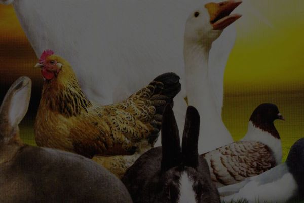Lipová: Pozvánka na 53. výstavu králíků, holubů a drůbeže 