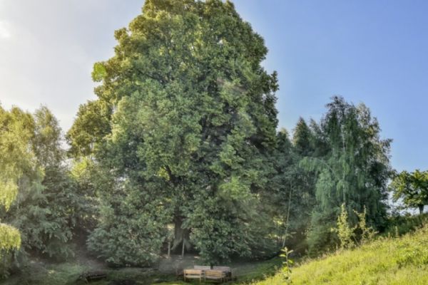 Lípy v Hřebenech získaly stříbro v anketě Strom roku 2020