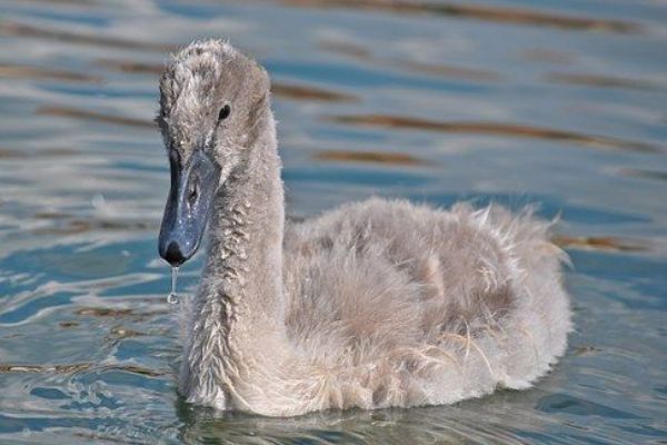Ostrov: Zachráněné labutí mládě, pomoc starší ženě a uklidňování agresorů