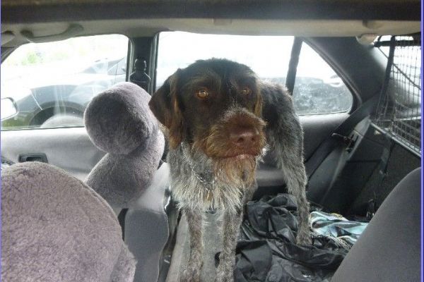 Pes zavřený v autě byl vystaven přehřátí 