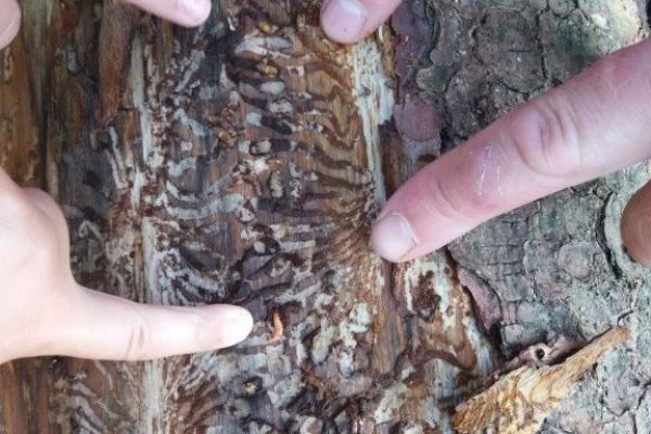 Region: Lázeňské lesy bojují s kůrovcovou kalamitou