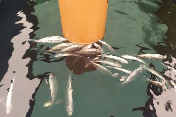 Šindelová: Úhyn ryb v sádkách