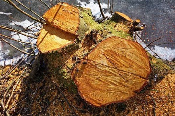 Sokolov: Bez svolení vykácel několik stromů