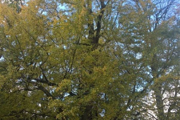 Sokolov: Odbor životního prostředí nechal letos ošetřit dva památné stromy