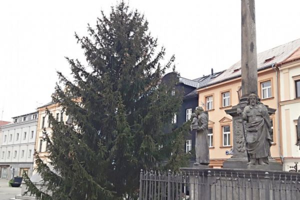 Sokolov: Vánoční stromy jsou letos z městských zdrojů