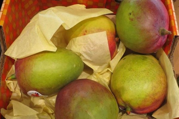 SZPI zjistila v tržní síti mango obsahující pesticid. Limit byl překročen až třináctkrát 