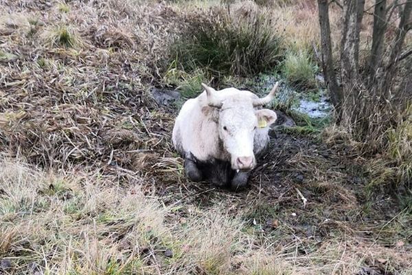 Třídomí u Horního Slavkova: Hasiči pomáhali vyprostit krávu z rašeliniště