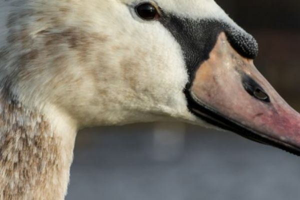 U uhynulých labutí byl potvrzen virus ptačí chřipky