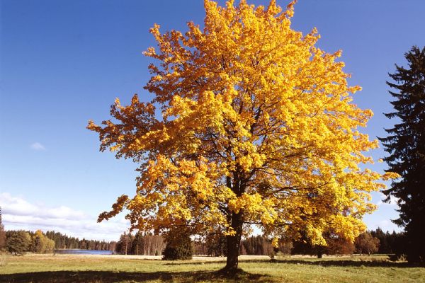 Užijte si barvy podzimu v Mariánských Lázních