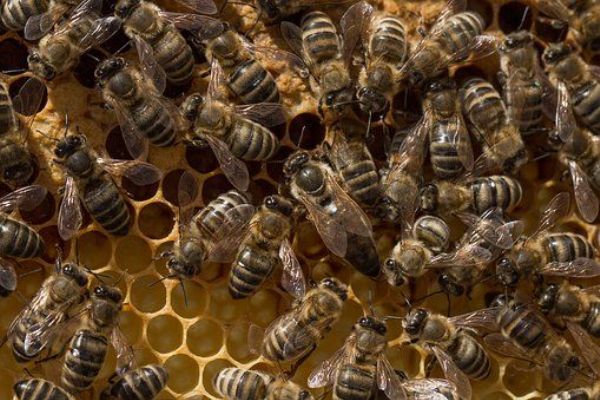 Včelaři se zvýšeným výskytem původce varroázy musí do půlky dubna ošetřit svá včelstva