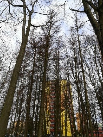 I v Plzni se musejí kácet poškozené stromy. Kdo nese odpovědnost?