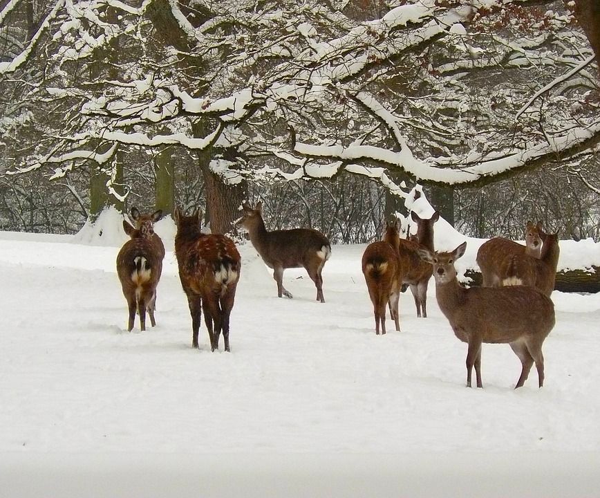 Lesy u Líšťan na Plzeňsku drancují stáda jelena siky
