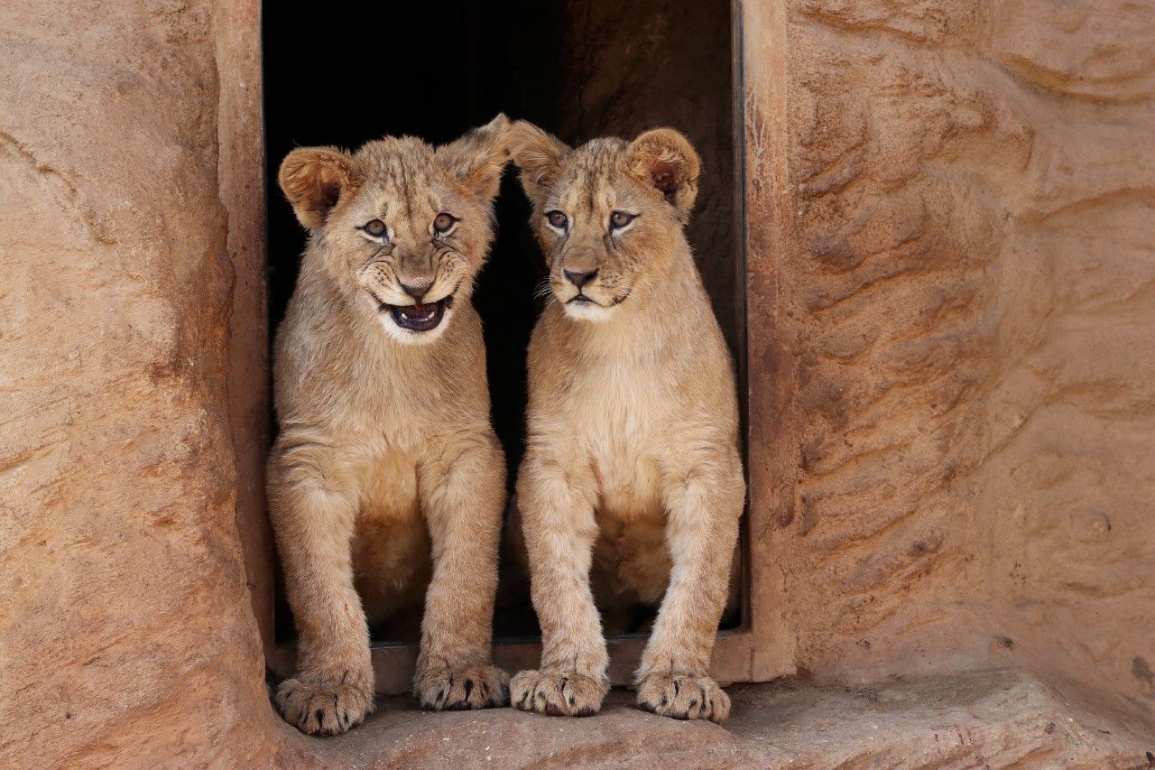 Lvi v plzeňské zoo slaví první narozeniny