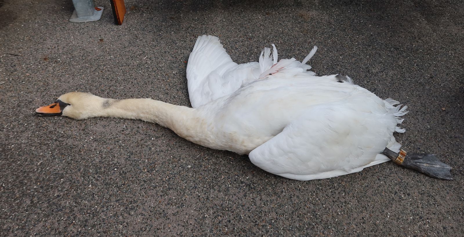 Na D5 u Rokycan uhynula labutí vdova po samci, co se postavil vlaku u Trhanova