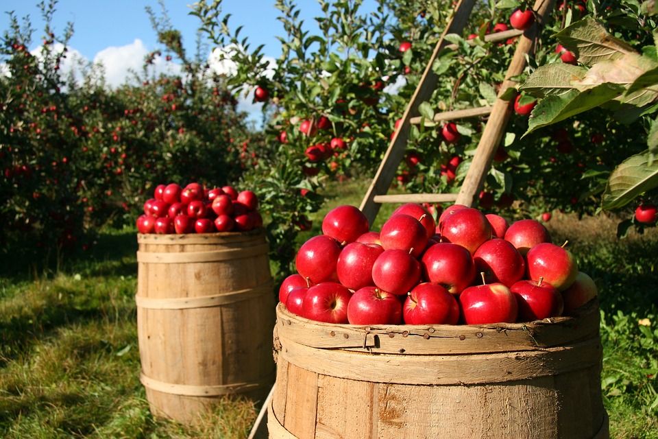 Na Plzeňsku končí sklizeň jablek