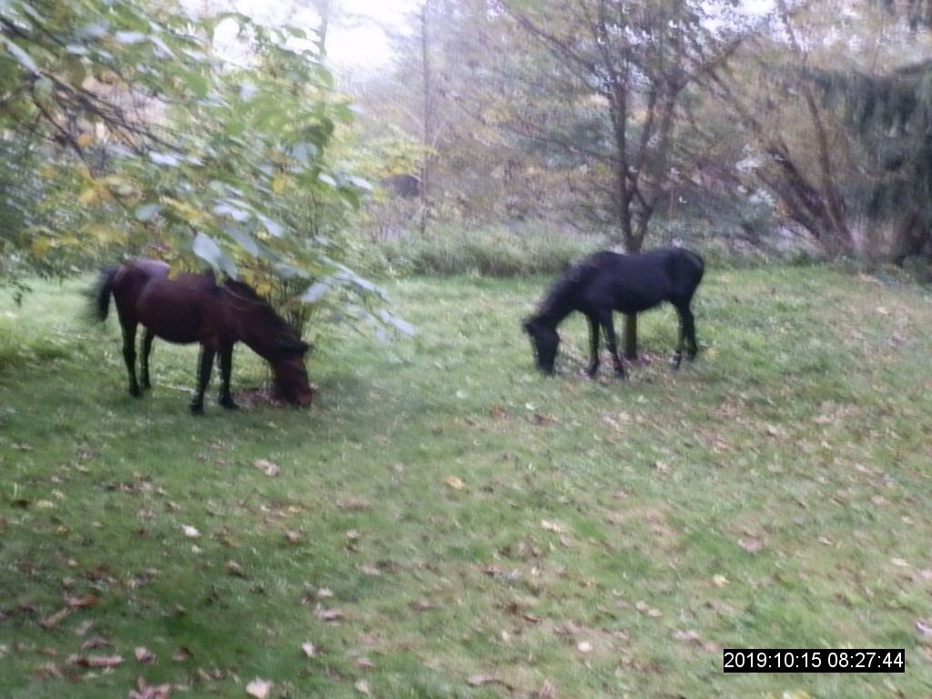 Na Slovanech utekli dva koně na zahradu seniorky