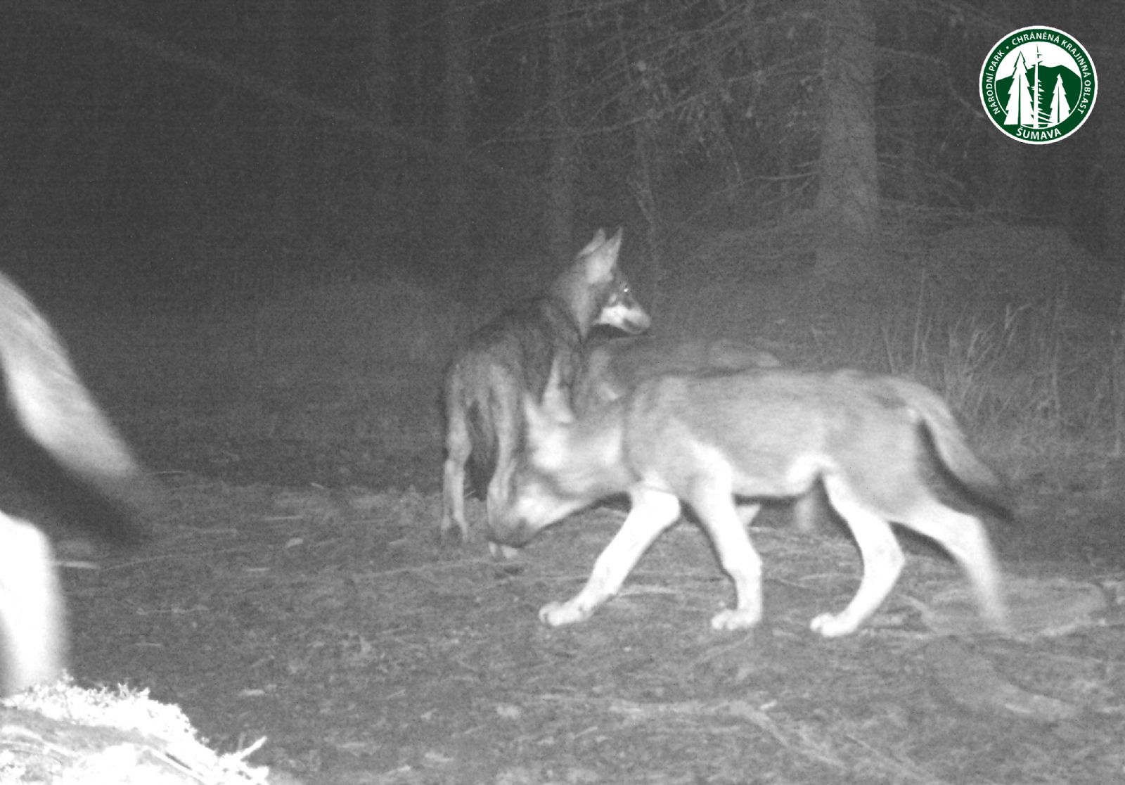 Na Šumavě a v Bavorském lese jsou už dvě vlčí smečky