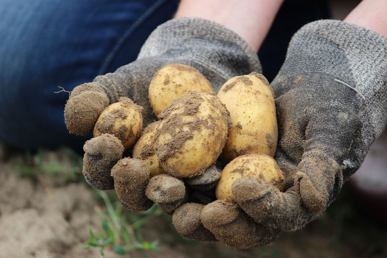 Na Tachovsku řádí zloději brambor, farmář instaloval fotopasti