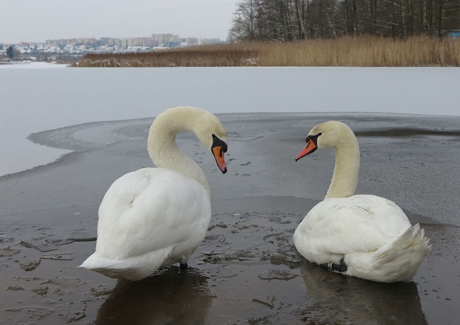 Ornitologové žádají Plzeňáky: Nekrmte labutě na rybnících