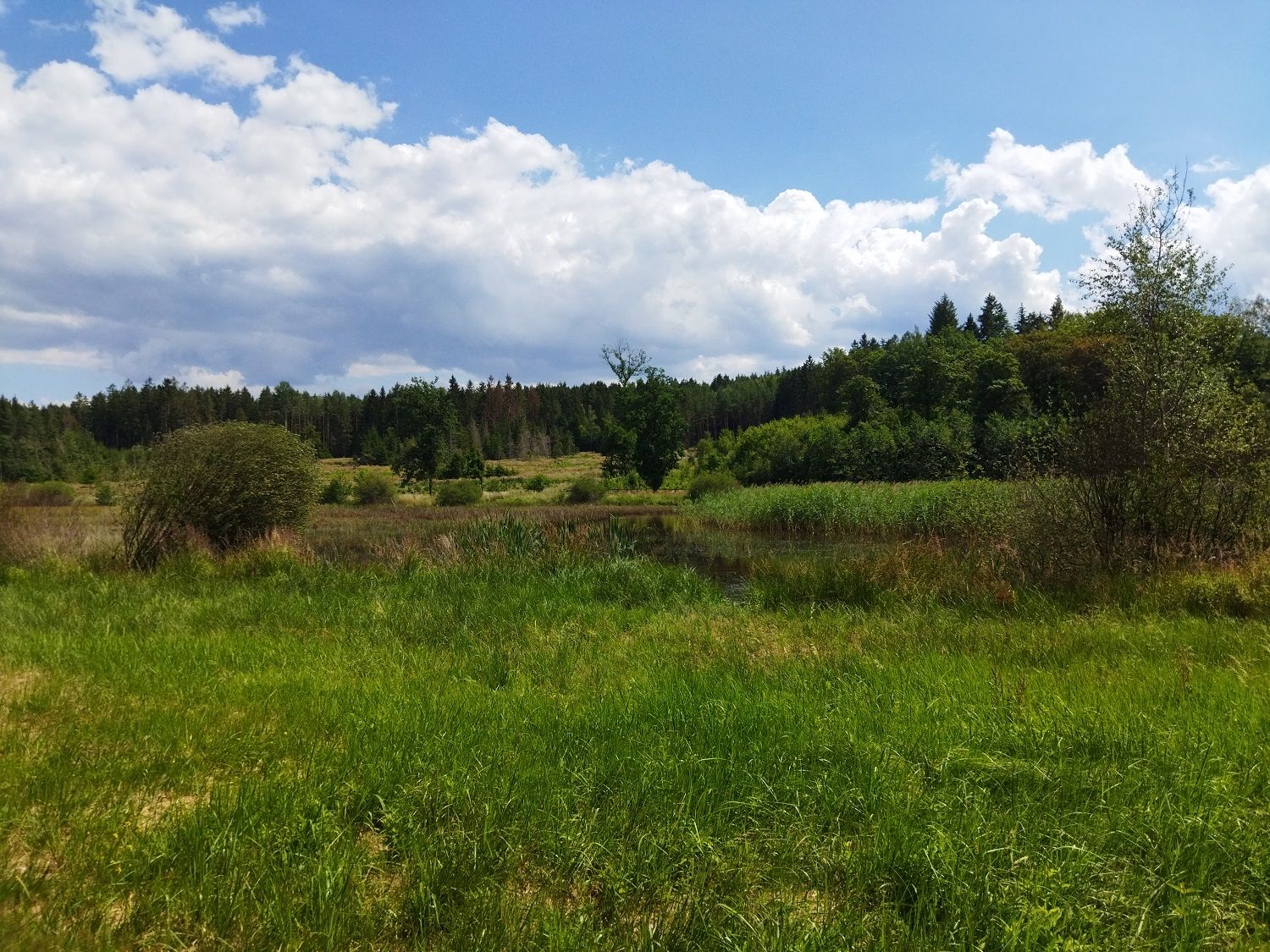 Plzeň revitalizuje rekreační oblasti, obnoví Podhorní kokotský rybník