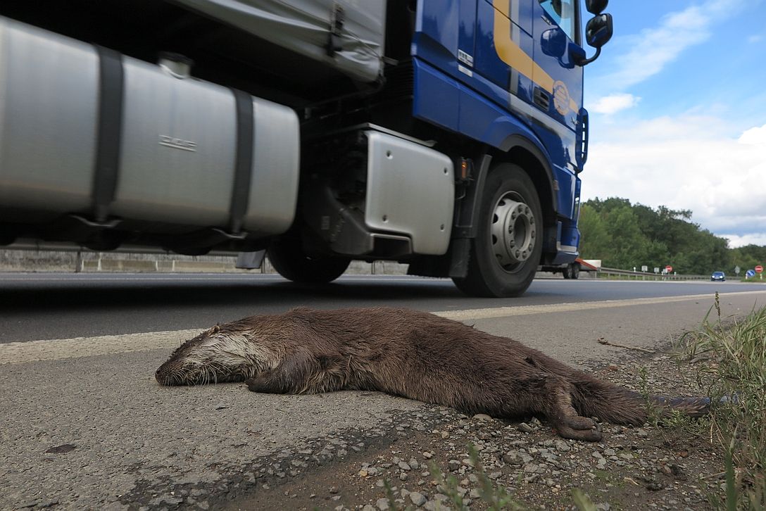 Pod koly aut na Plzeňsku končí stovky zvířat. I chráněné vydry