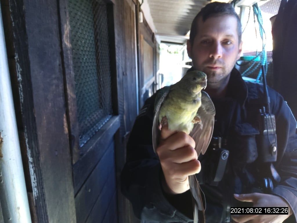 Strážníci v Plzni odchytili vloni přes šest stovek zvířat 