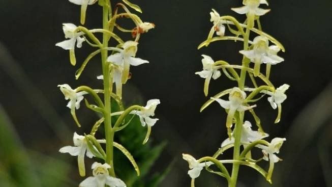 Šumavské louky jsou plné vzácných rostlin včetně orchidejí