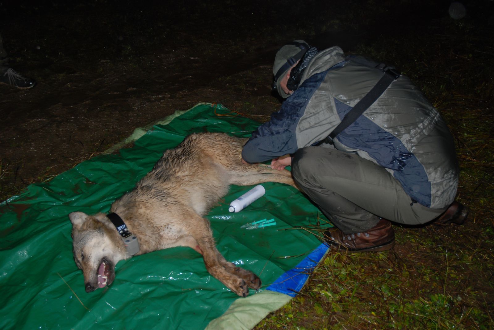 Vlci pod drobnohledem – zoologové nonstop sledují jejich pohyb na Šumavě