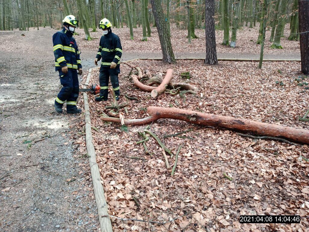 Vyvrácený strom hrozil ve Špitálském lese pádem na stezku