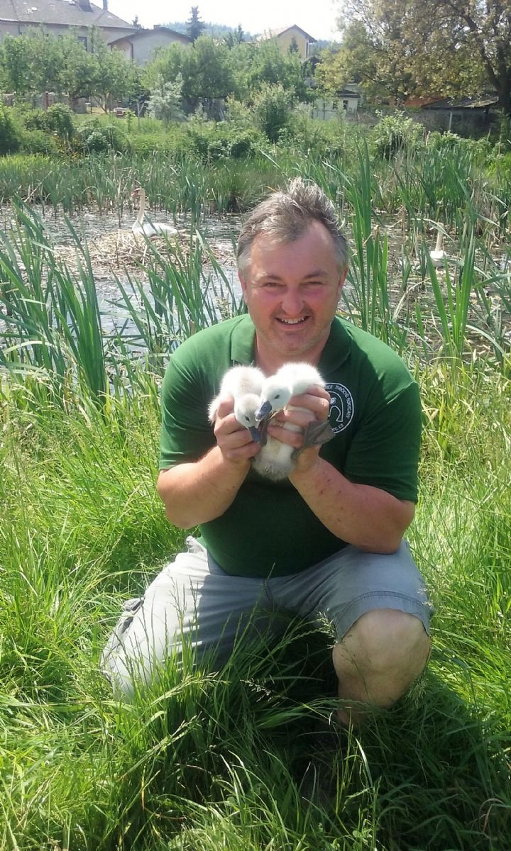 Zachráněná labuťata z Holoubkovského rybníka jsou zpátky u rodiny