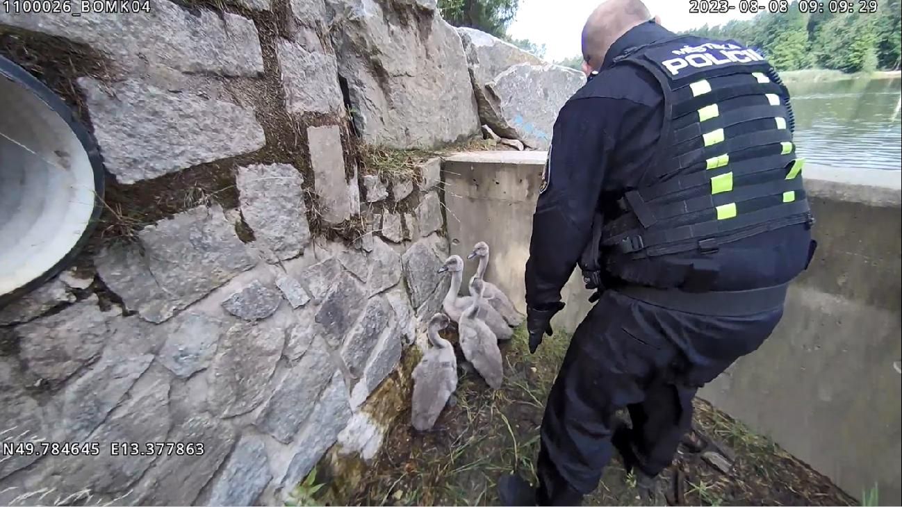 Záchranná akce strážníků na Šídlováku, pod přepadem uvízla labuťata. Video