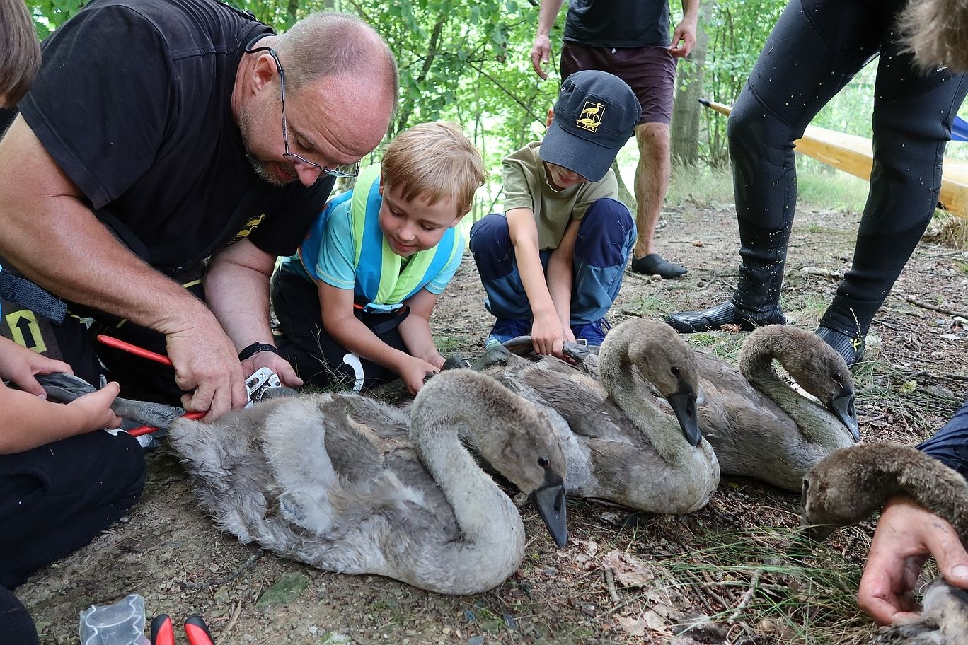Zvířecí záchranáři v kraji už okroužkovali 150 labutí