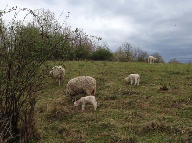 I letos se do vzácných přírodních oblastí Prahy vrací stáda skotu, ovcí a koz