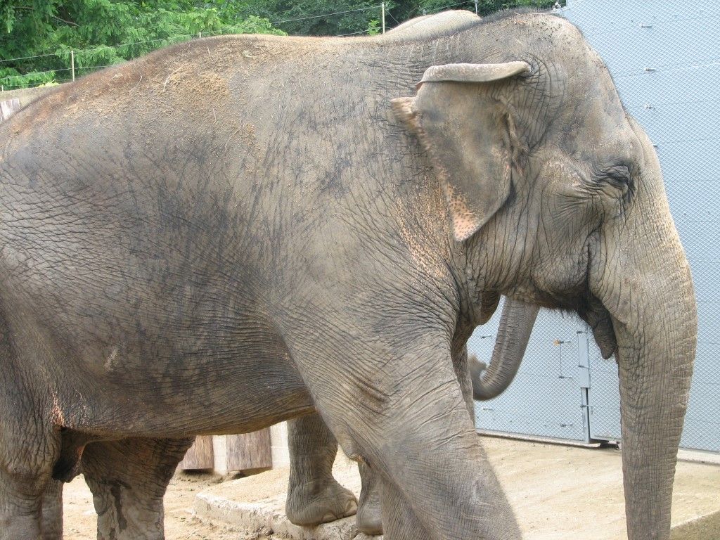 Plzeňská zoo chce slony. Město udělalo další krok 