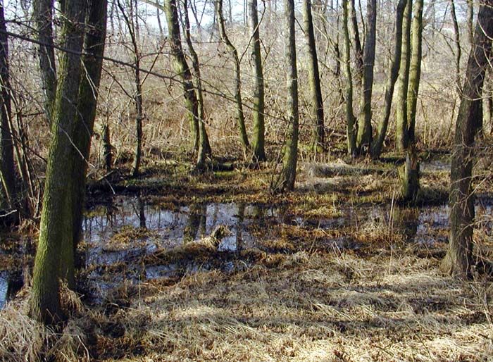 Kraj má novou rezervaci Janovský potok a přírodní park Berounka