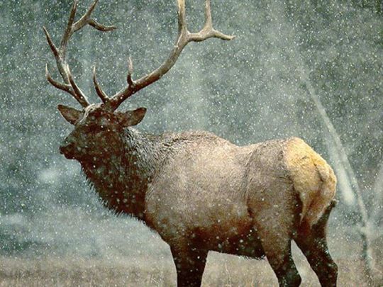 Výběh s jeleny na Kvildě uzavřela hrozba pádu stromů