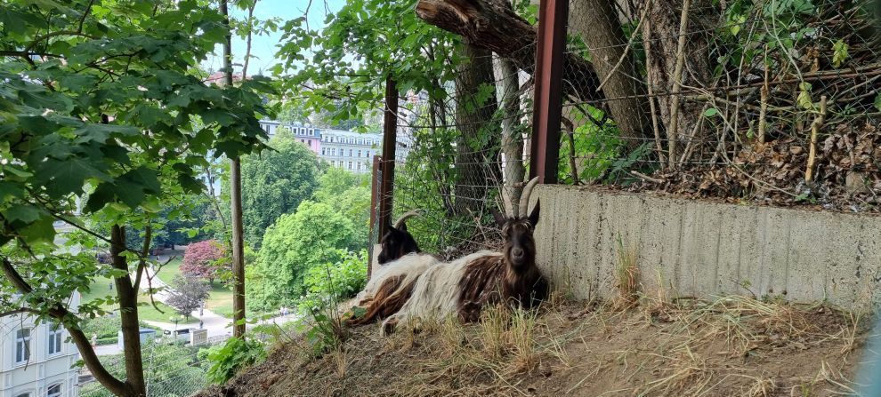 Karlovy Vary: Svahy kolem hotelu Thermal spásají kozy walliserské