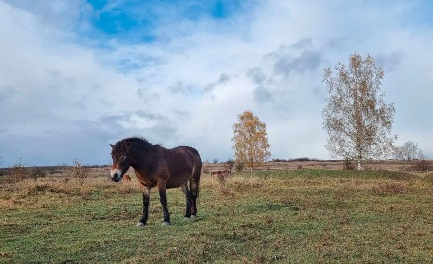 Region: Nová rezervace divokých koní dnes vzniká u Aše, zvířata odjela z Milovic