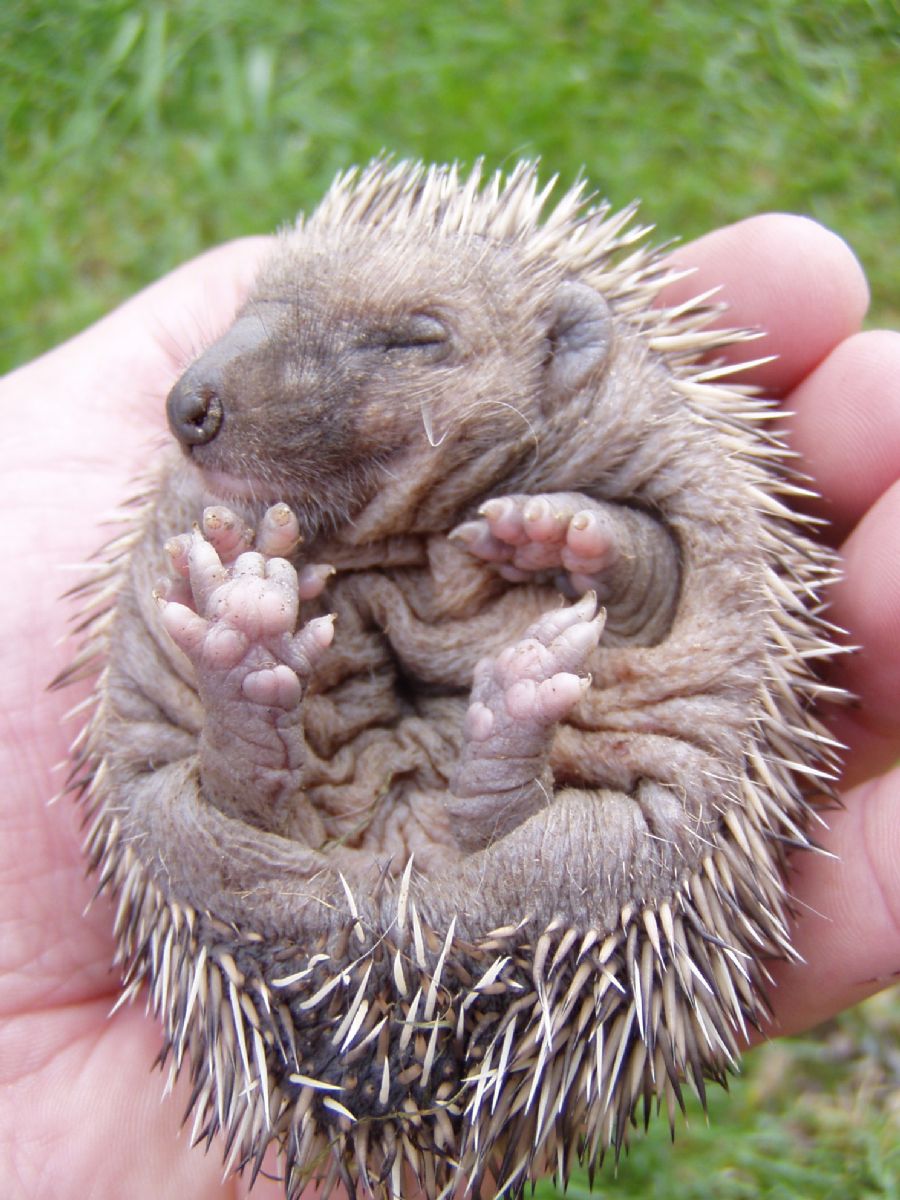 Ochránci zvířat z Rokycan radí: Pomáhejme ježkům s rozumem. Jak je odchovat? 