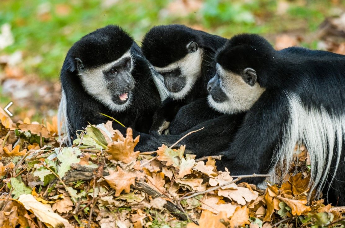 Barevný podzim v Zoo Praha láká návštěvníky i zvířata