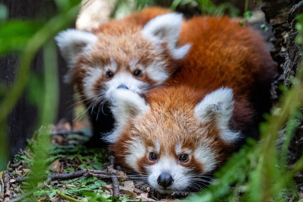 Dvojčata pandy červené v Zoo Praha už zkoumají svůj venkovní výběh
