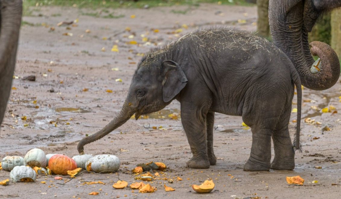 Dýňové hody a soutěž o největší dýni pro zvířata v Zoo Praha