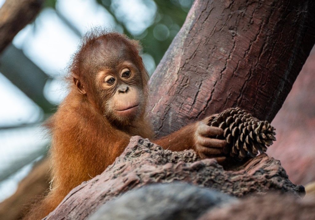 Kawi slaví druhé narozeniny. Orangutaní mládě prospívá a je nadějí pro svůj druh