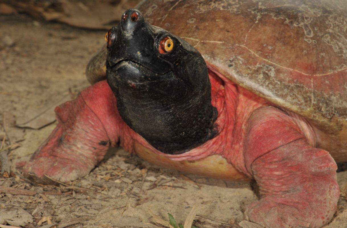 Nejohroženější sladkovodní želva světa nově k vidění v Zoo Praha