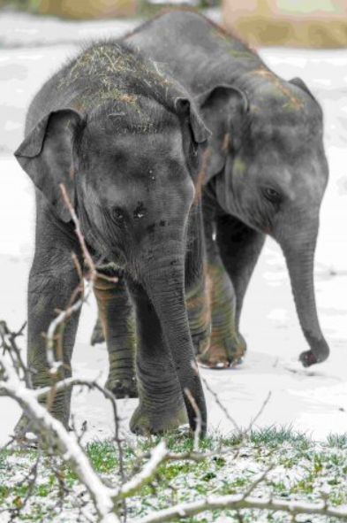 Nejvíce adoptivních rodičů a sponzorů v Zoo Praha mají sloni