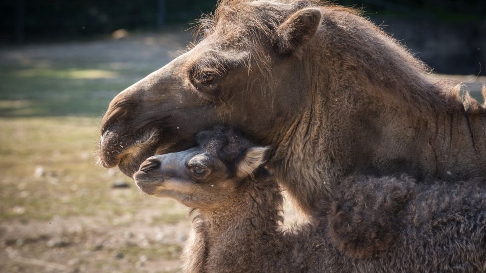 Radost v Zoo Praha: Samice velblouda dvouhrbého Sophia porodila mládě