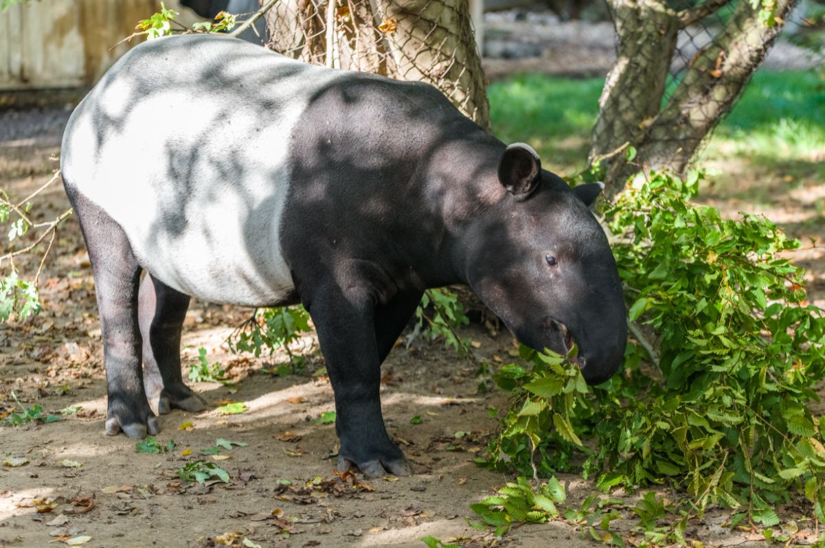 S tapírem Morsem se v Zoo Praha rozloučili morseovkou